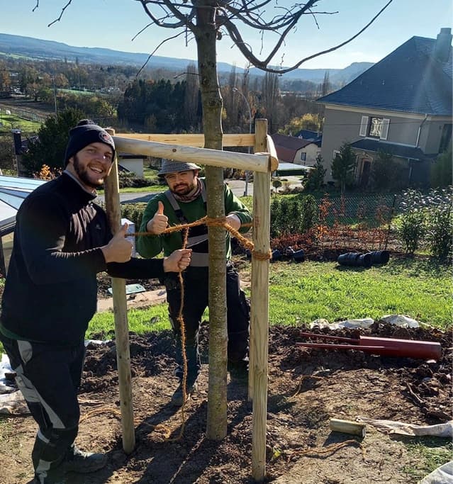 Gärtner beim Pflanzen eines Großbaumes